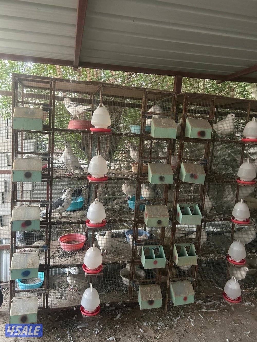 للبيع ازواج زاجل ولاحم مع الخانات1