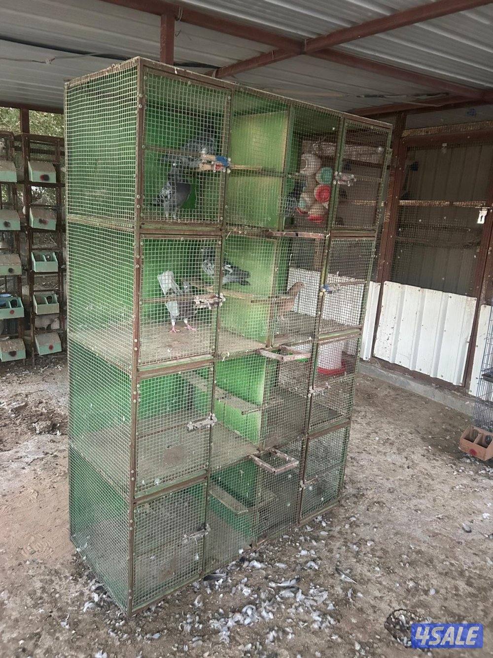 للبيع ازواج زاجل ولاحم مع الخانات2