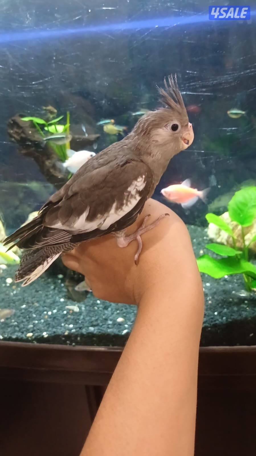 للبيع فروخ روز وكروان8