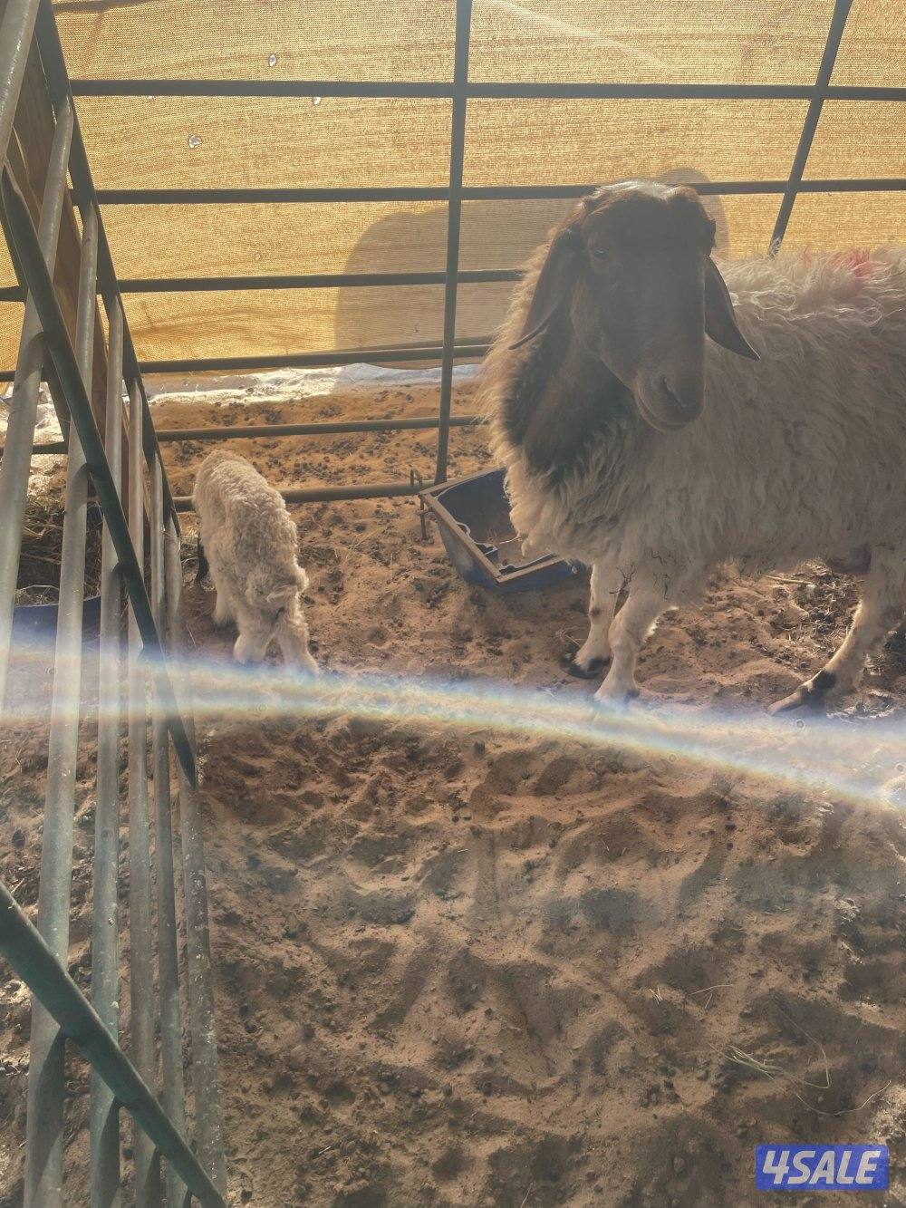 تيوس ذبايح بيض ومطافيل غنم ومعزى وسونار2