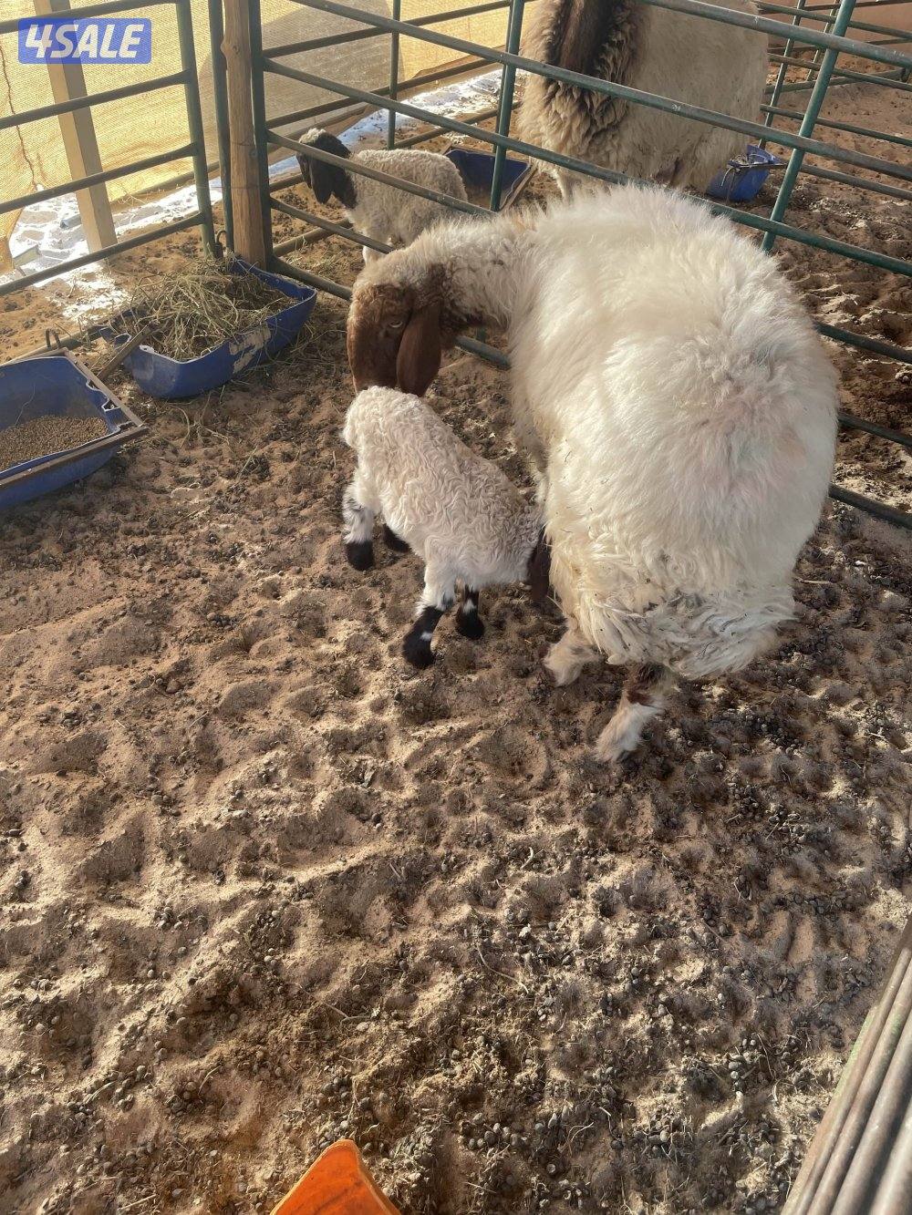 تيوس ذبايح بيض ومطافيل غنم ومعزى وسونار3