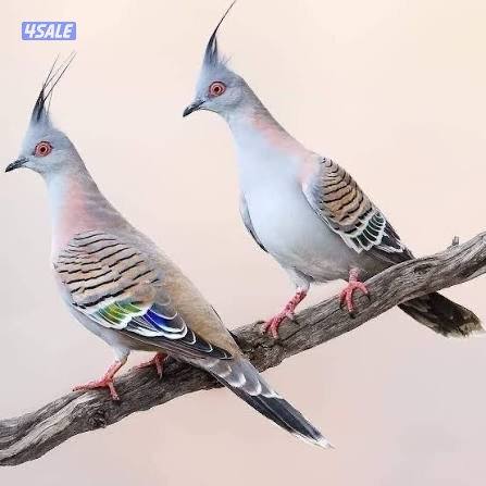 للبيع عدد ٥ حبات خلخليت فيهم ذكور ونثاي0