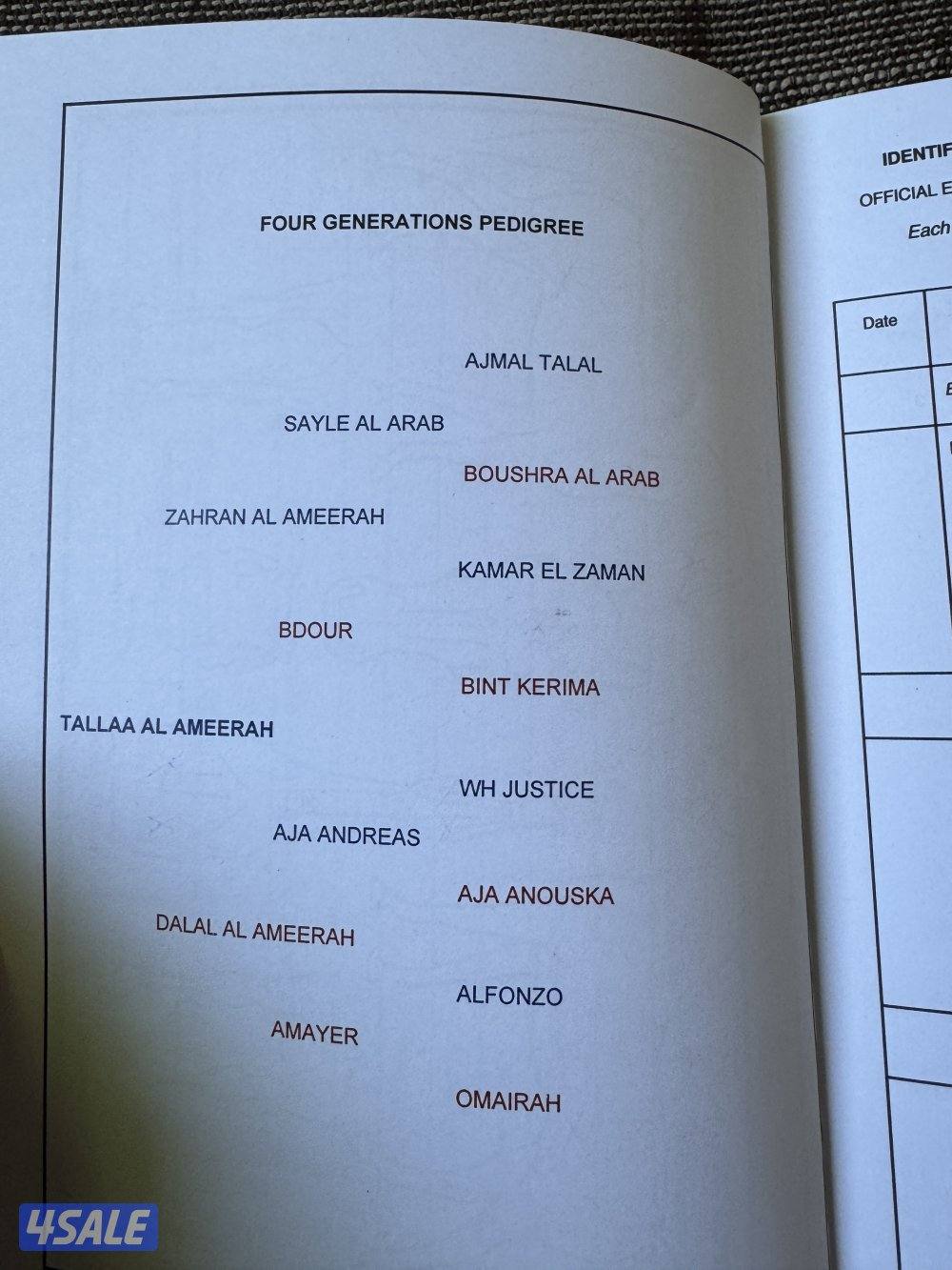 حصان جميل وأديب توه معسوف شرط السلم وبالخياله شيخ7