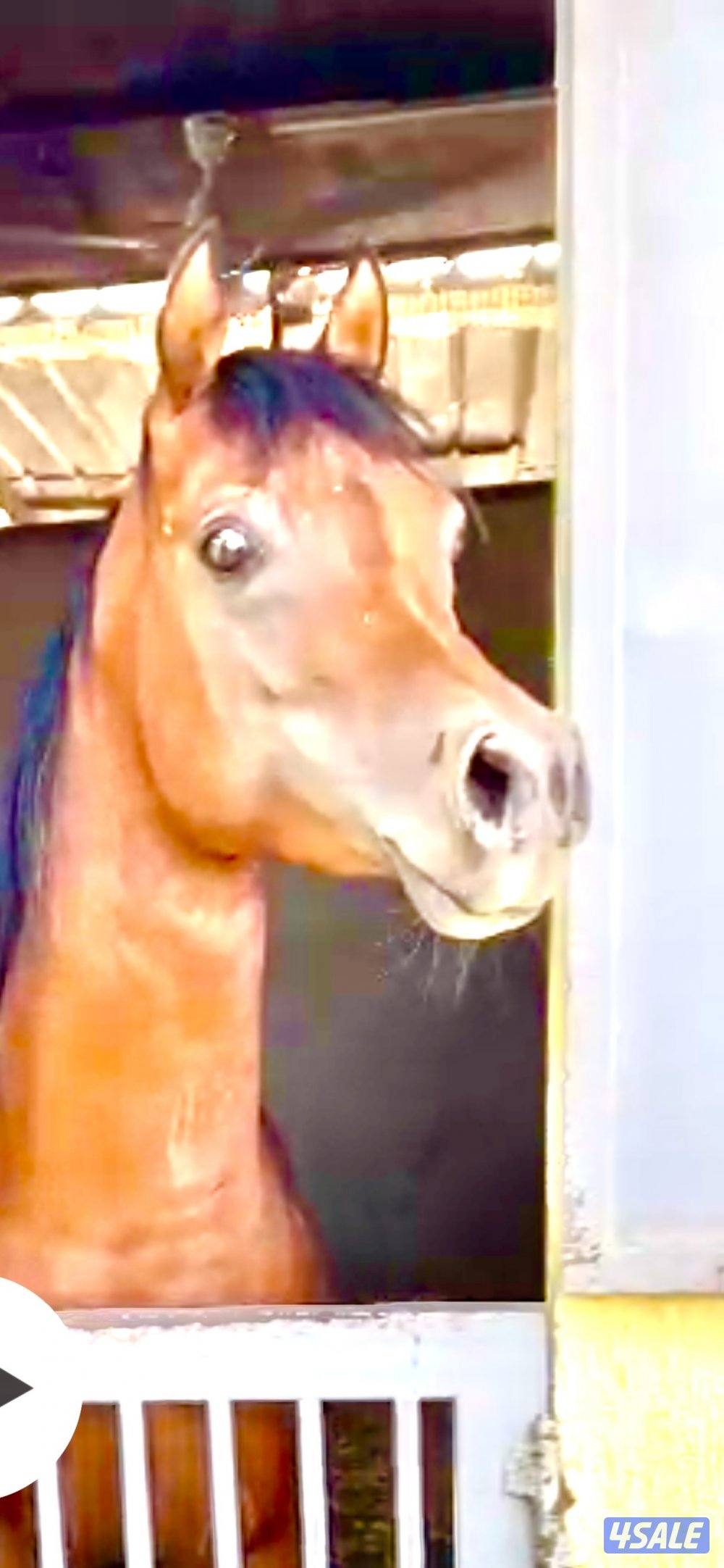 حصان جميل وأديب توه معسوف شرط السلم وبالخياله شيخ8