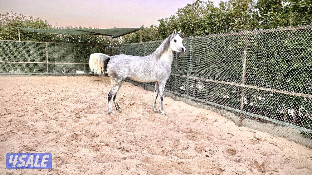 حصان جميل وأديب توه معسوف شرط السلم وبالخياله شيخ9