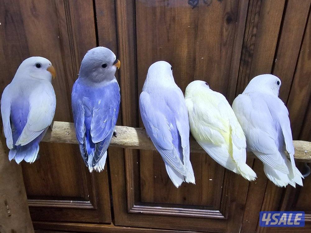 لوفبيرد ربوة ب30 فقط _ وفروخ نهاية عس ب15 فقط0