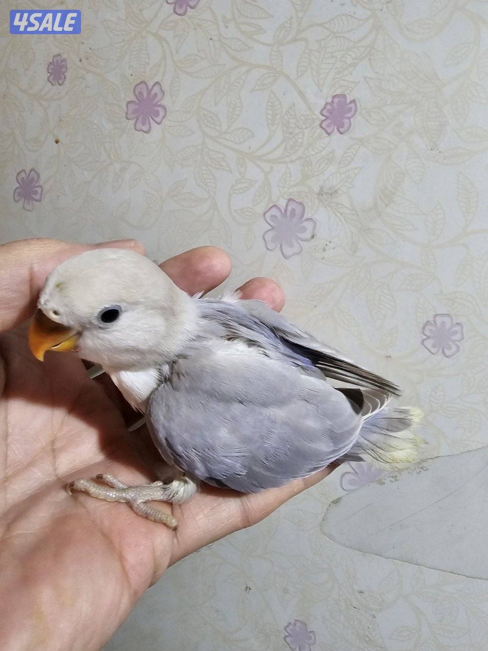 لوفبيرد ربوة ب30 فقط _ وفروخ نهاية عس ب15 فقط1