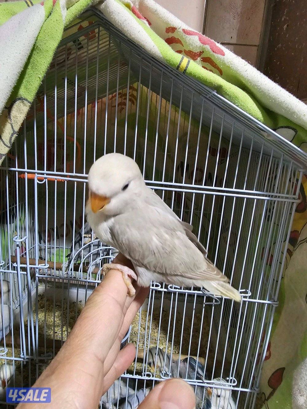 لوفبيرد ربوة ب30 فقط _ وفروخ نهاية عس ب15 فقط2