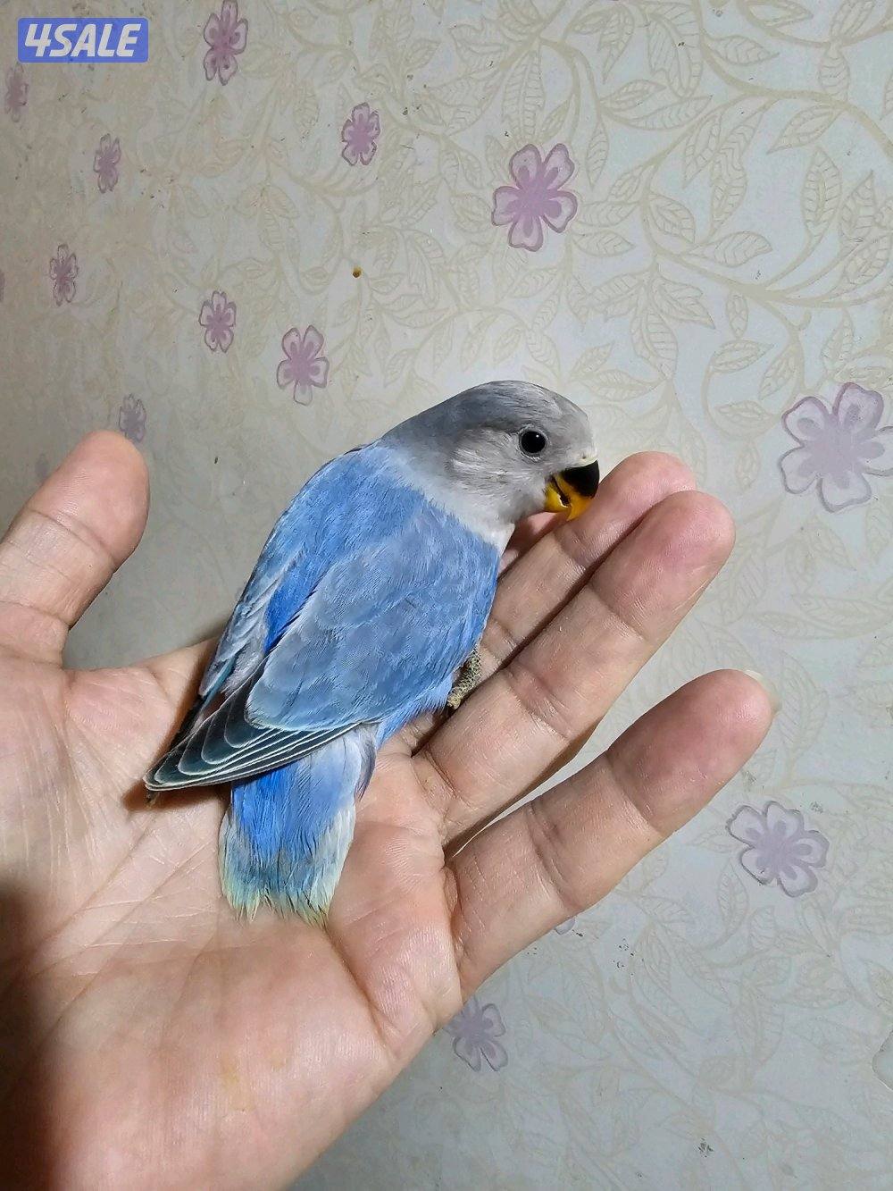 لوفبيرد ربوة ب30 فقط _ وفروخ نهاية عس ب15 فقط3