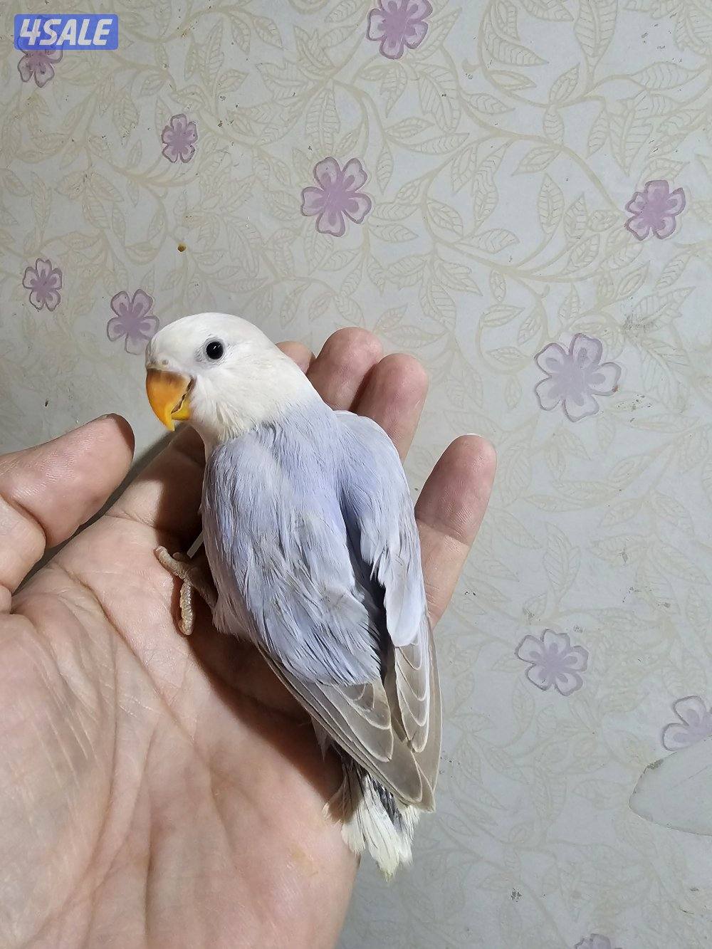 لوفبيرد ربوة ب30 فقط _ وفروخ نهاية عس ب15 فقط4