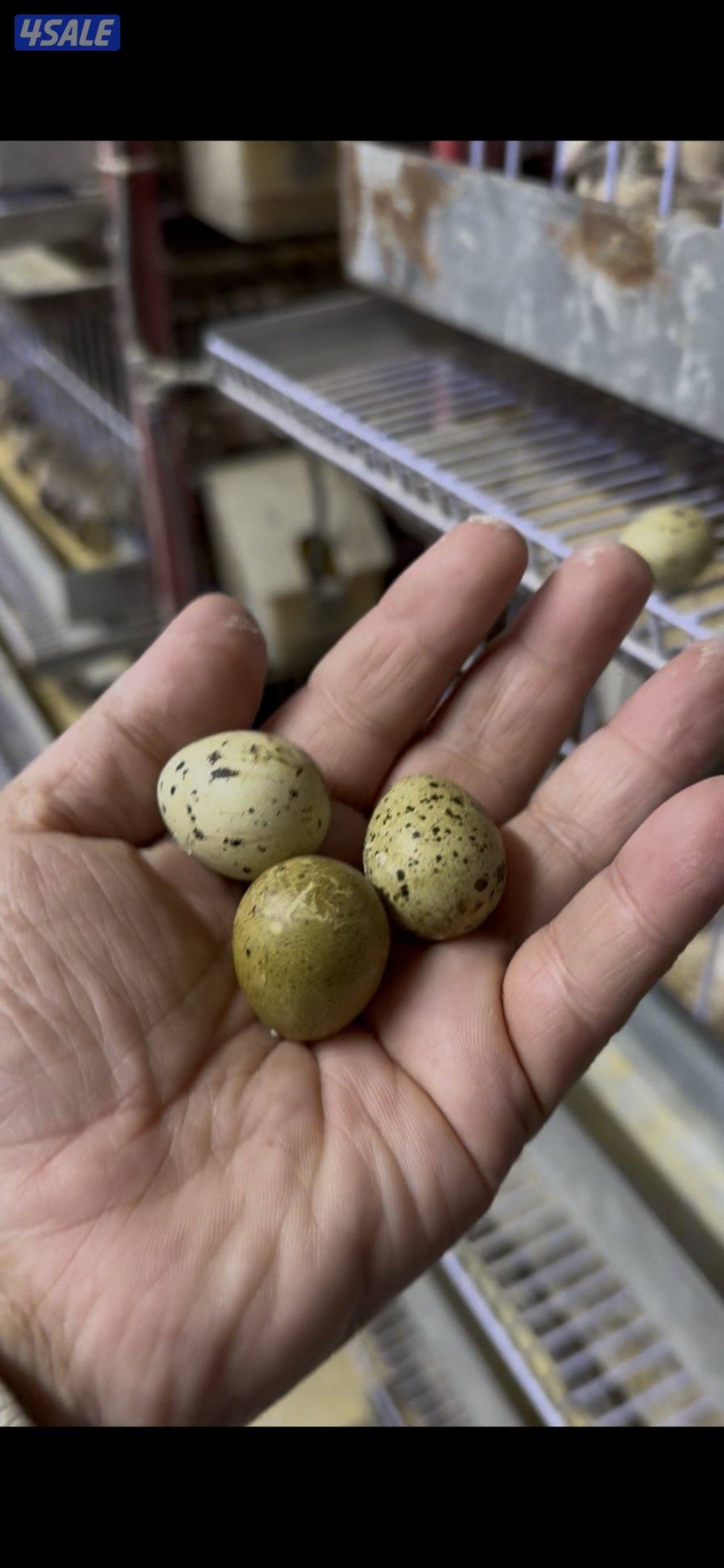 للبيع فري بياض  ويوجد فري لعلف الطيور0