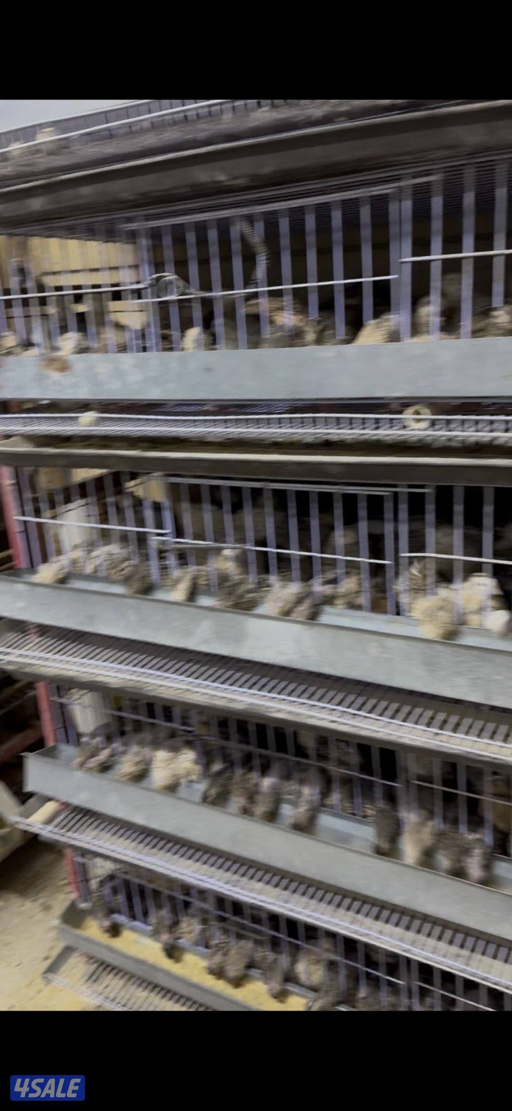 للبيع فري بياض  ويوجد فري لعلف الطيور1