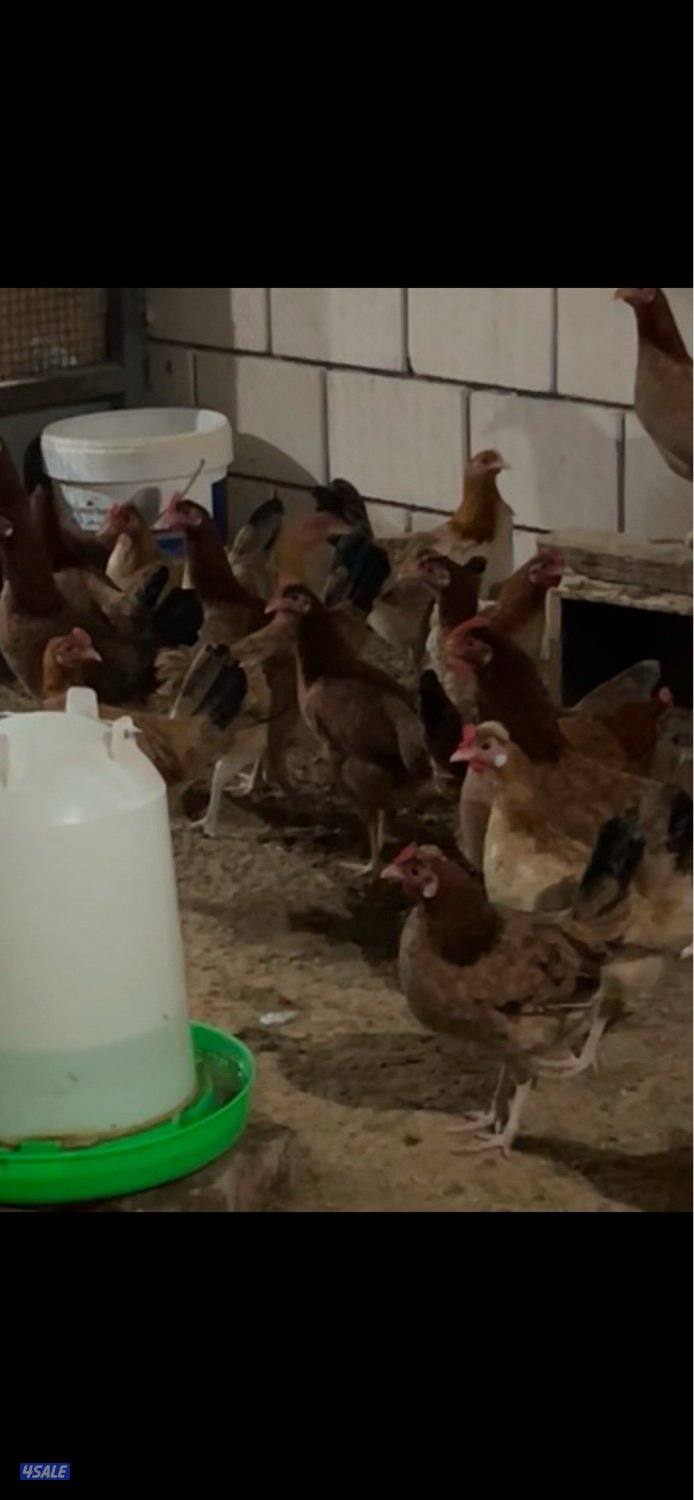 للبيع فروخ دجاج عربي1