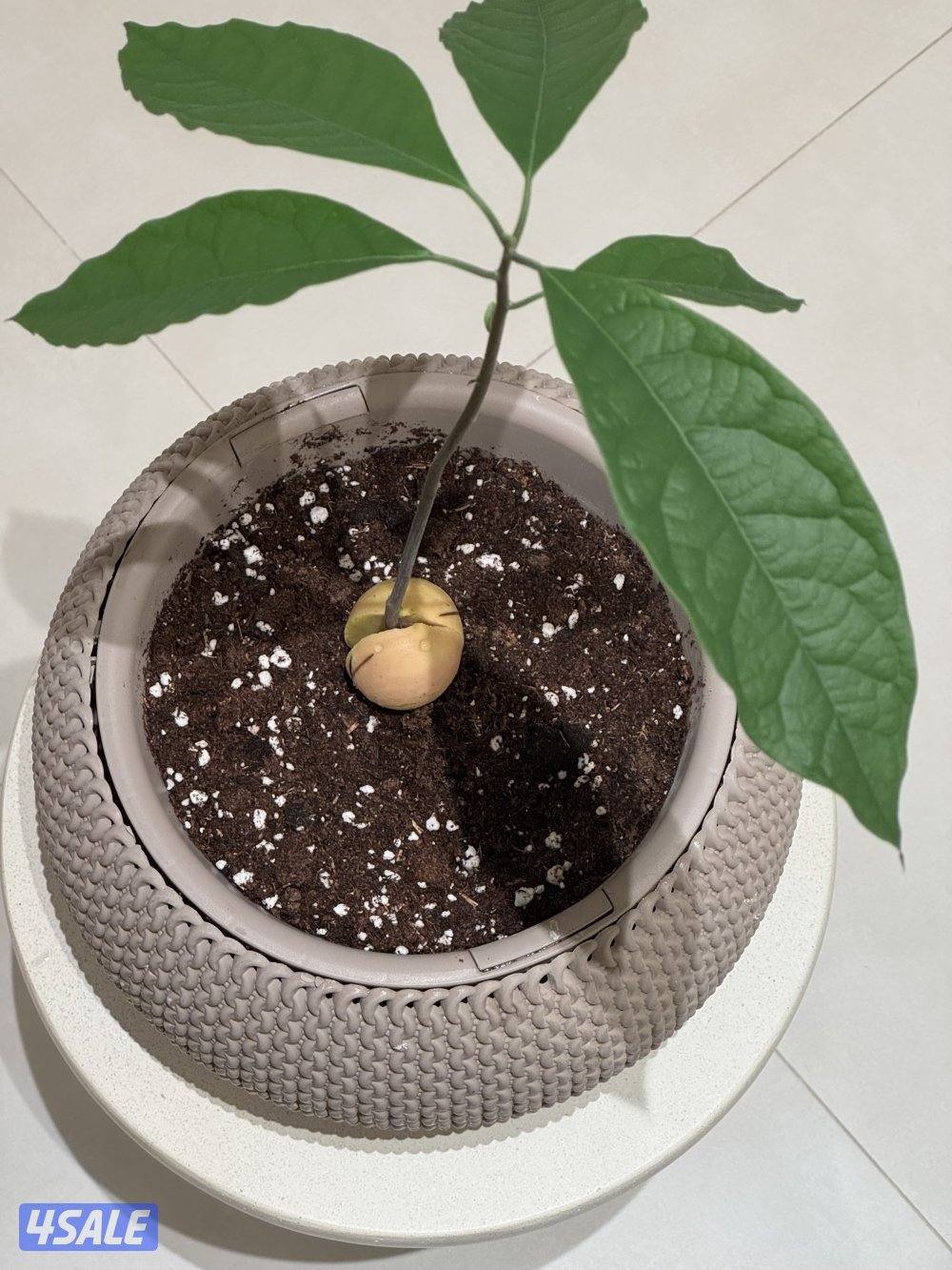 الزهراء ق ع0