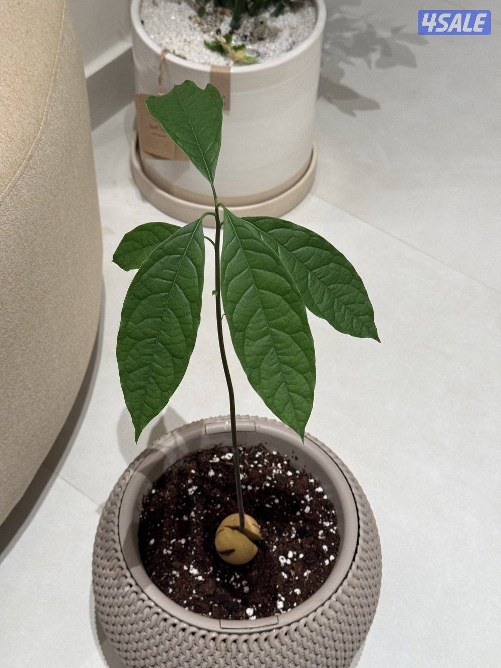 الزهراء ق ع1