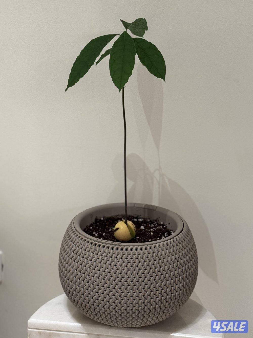 الزهراء ق ع2