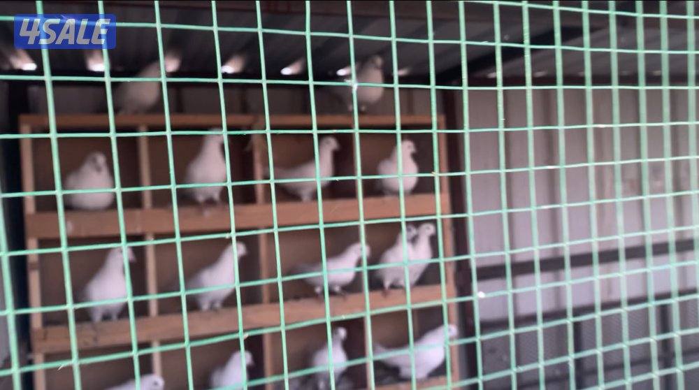 طريق الارتال السالمي1