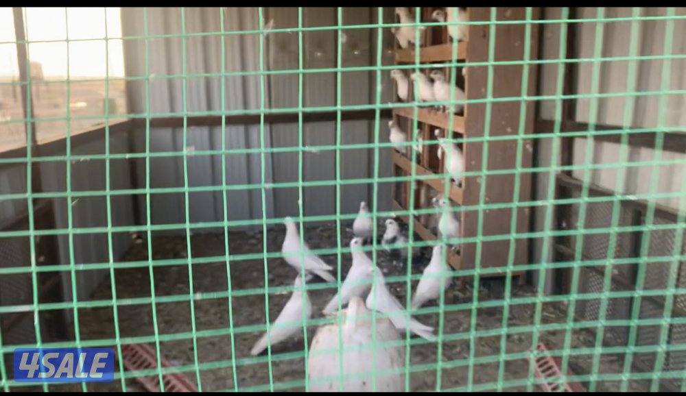 طريق الارتال السالمي5