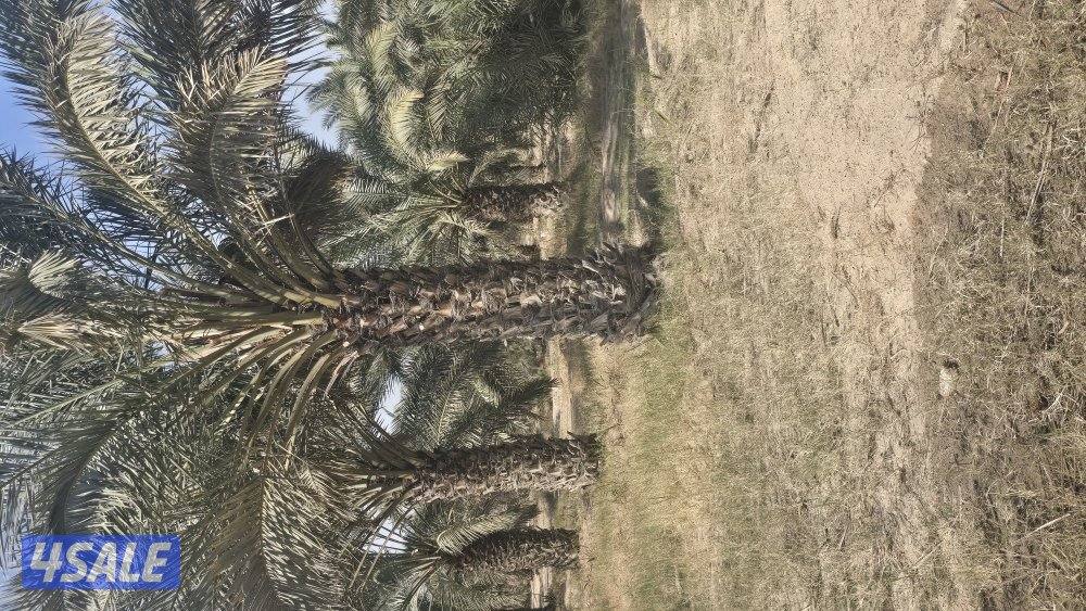 اهوازي للنخيل0