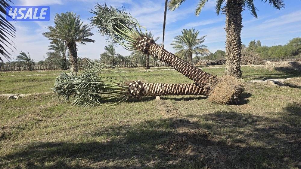 اهوازي للنخيل1