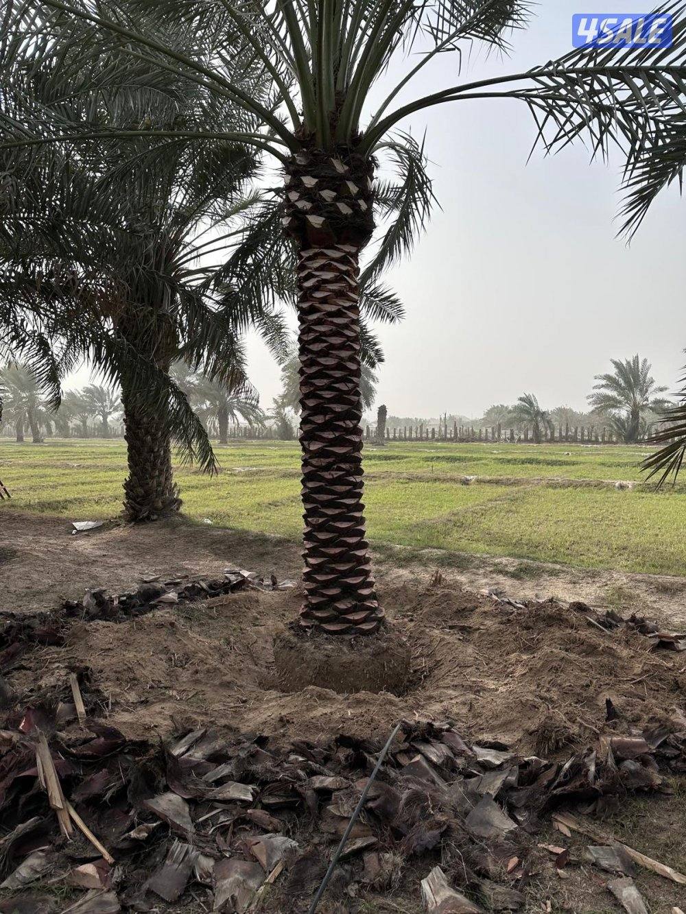 اهوازي للنخيل2