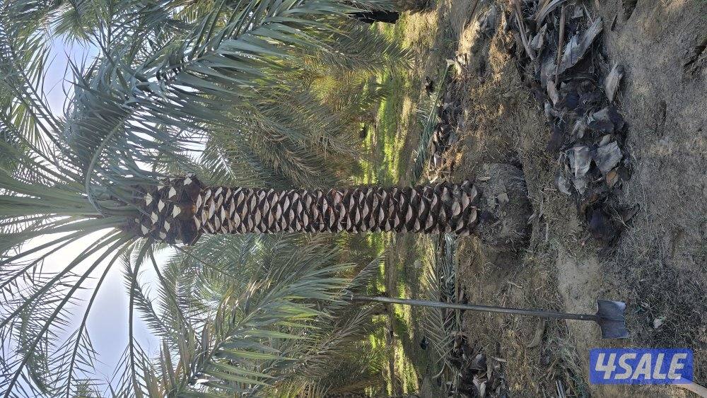 اهوازي للنخيل3