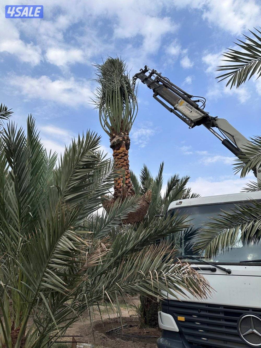 اهوازي للنخيل6