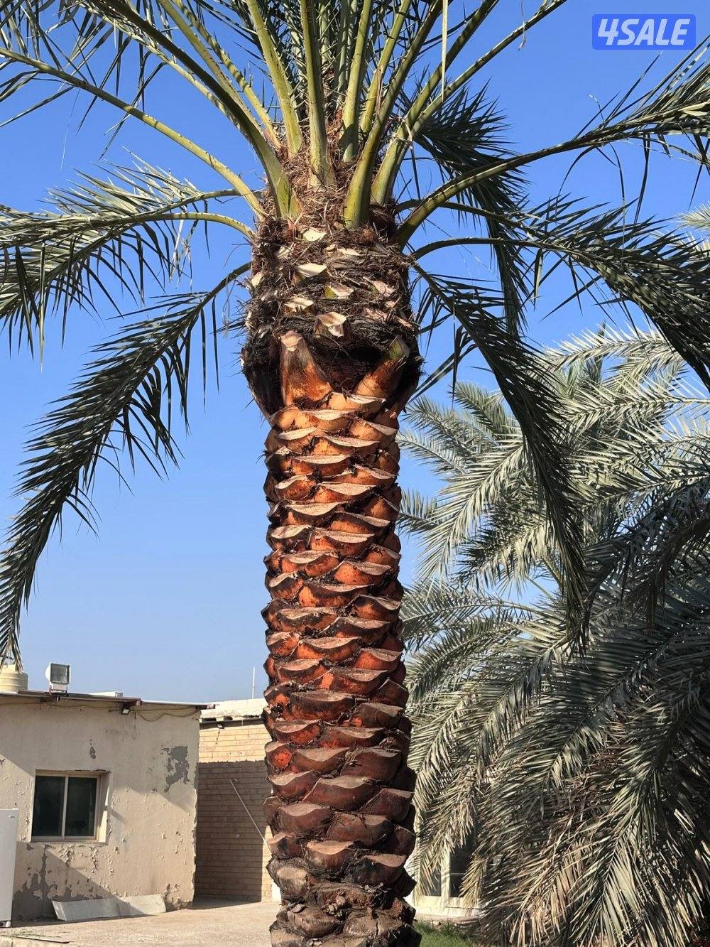 اهوازي للنخيل8