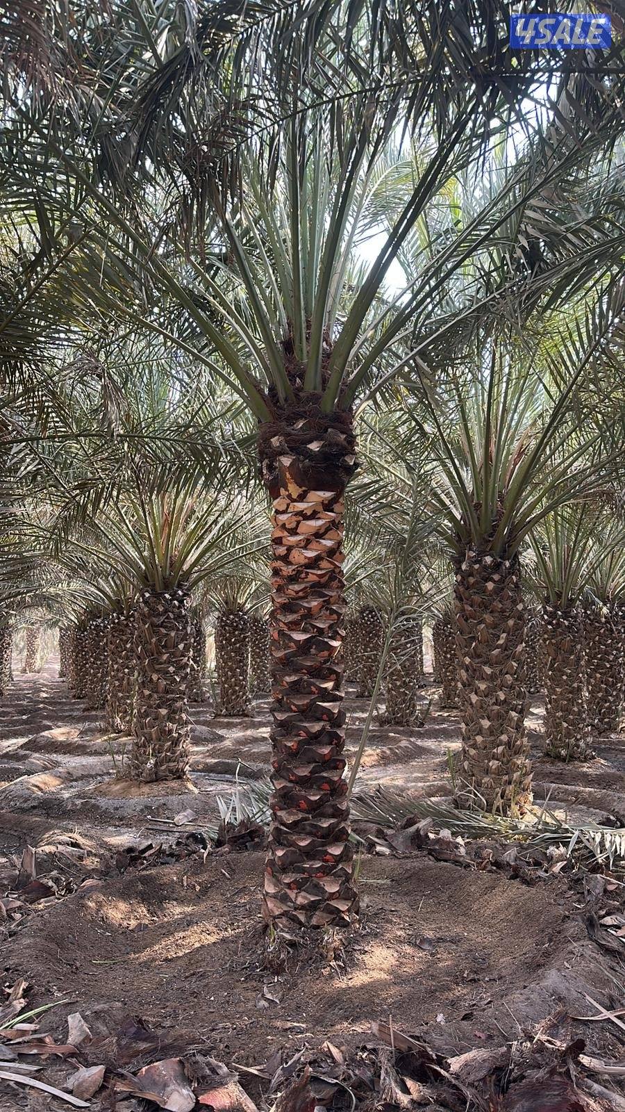 اهوازي للنخيل9