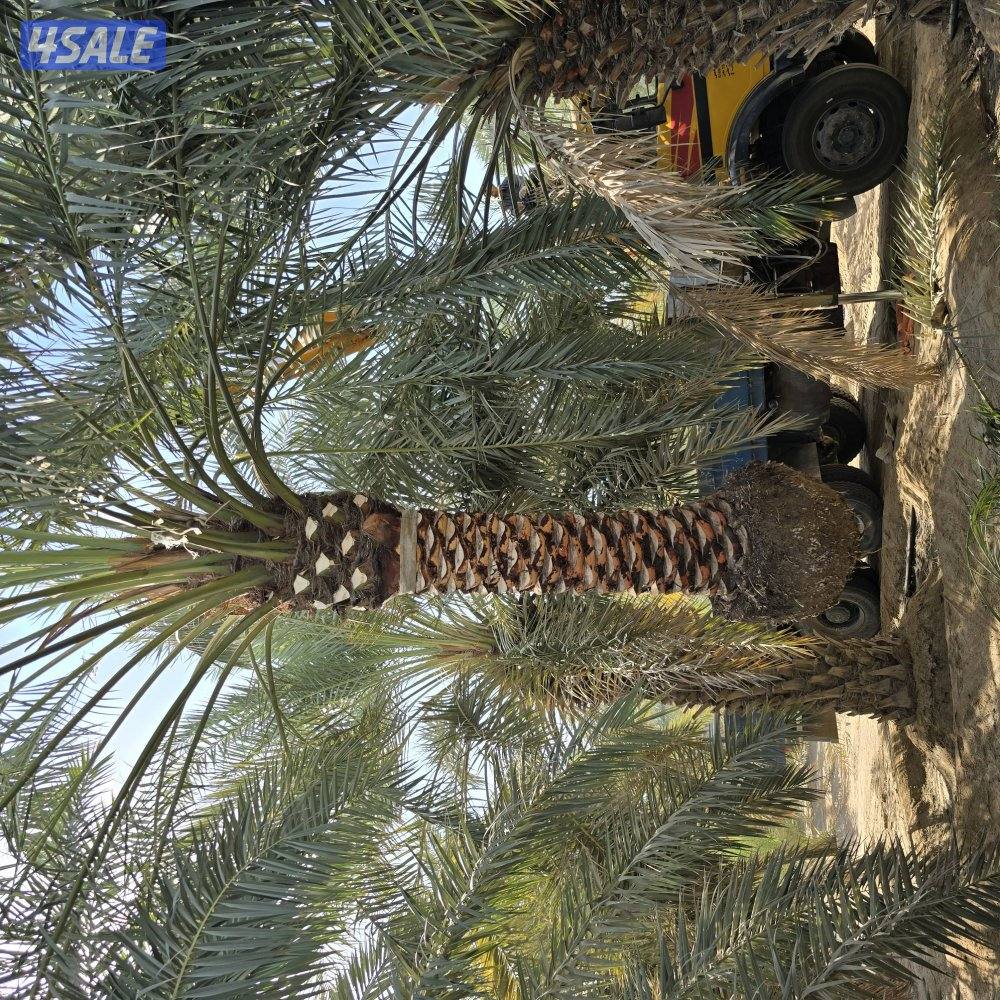 اهوازي للنخيل11