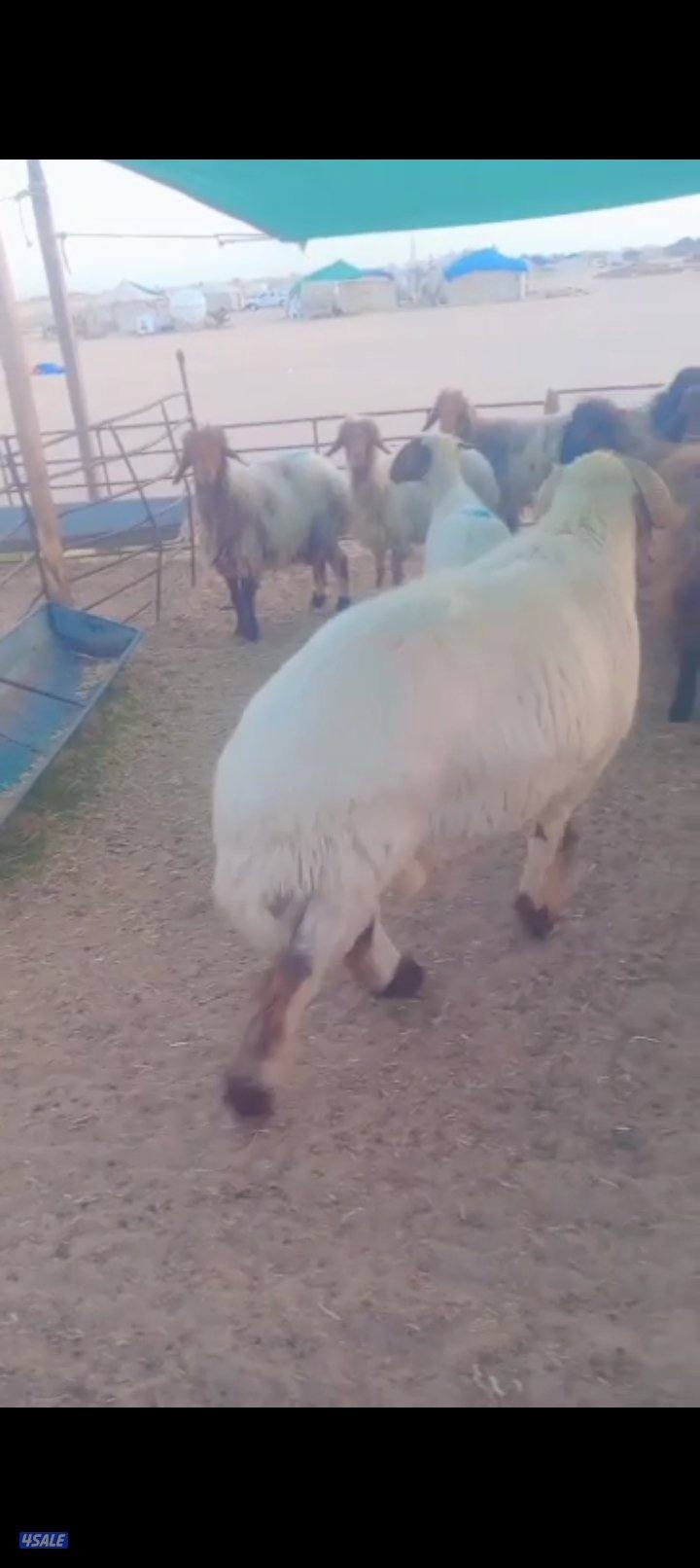 نشتري جميع انواع الحلال غنام ماعز طليان تيوس الدفع كاش العدد مفتوح0