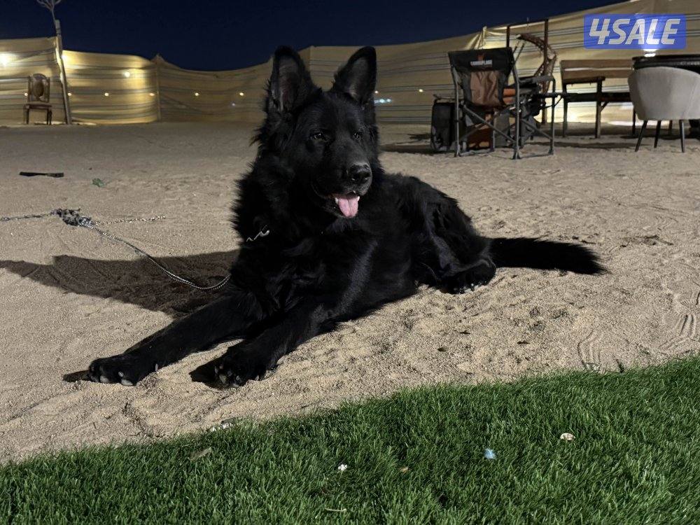 بلاك جاك مرتب وشخصيه حلوه وضخامه ومخابط ونشيط مشاءالله0