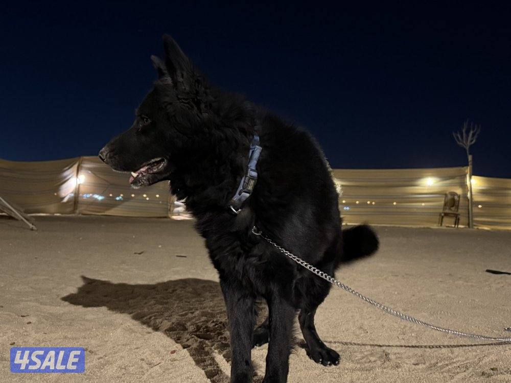 بلاك جاك مرتب وشخصيه حلوه وضخامه ومخابط ونشيط مشاءالله1