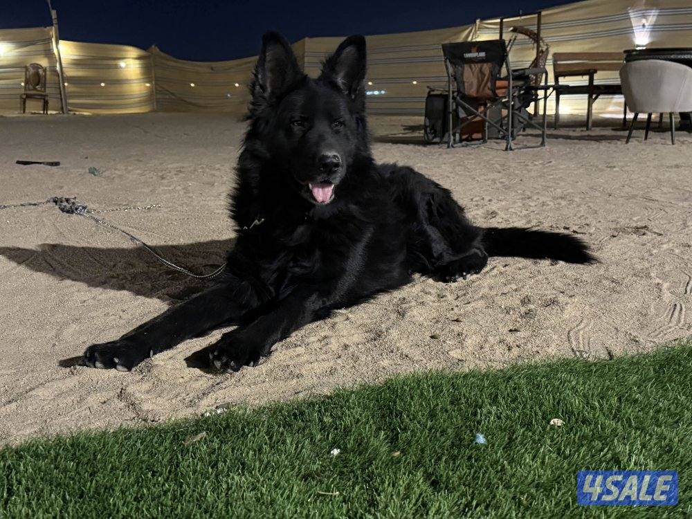 بلاك جاك مرتب وشخصيه حلوه وضخامه ومخابط ونشيط مشاءالله2