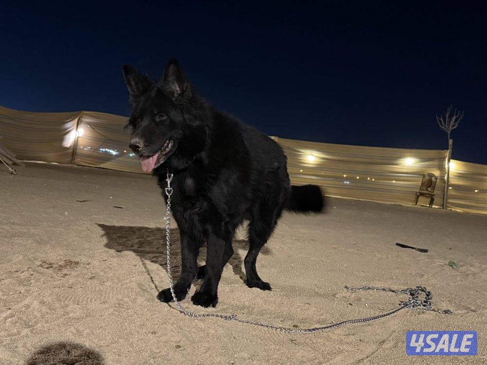 بلاك جاك مرتب وشخصيه حلوه وضخامه ومخابط ونشيط مشاءالله3