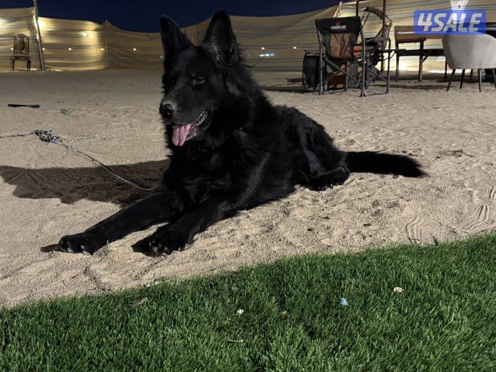 بلاك جاك مرتب وشخصيه حلوه وضخامه ومخابط ونشيط مشاءالله4