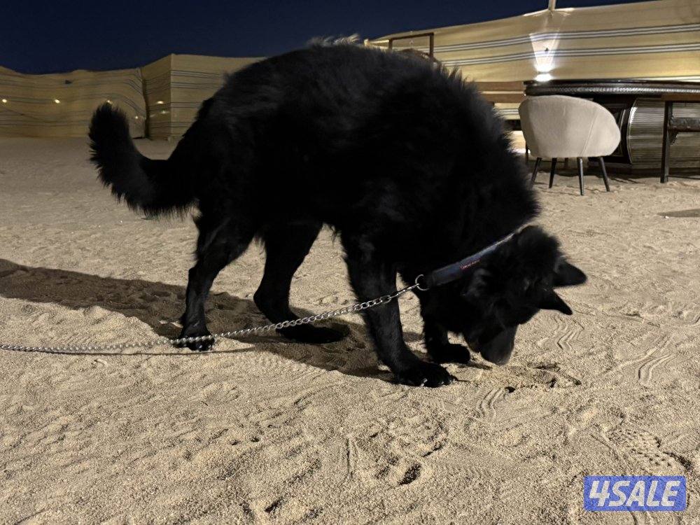 بلاك جاك مرتب وشخصيه حلوه وضخامه ومخابط ونشيط مشاءالله5