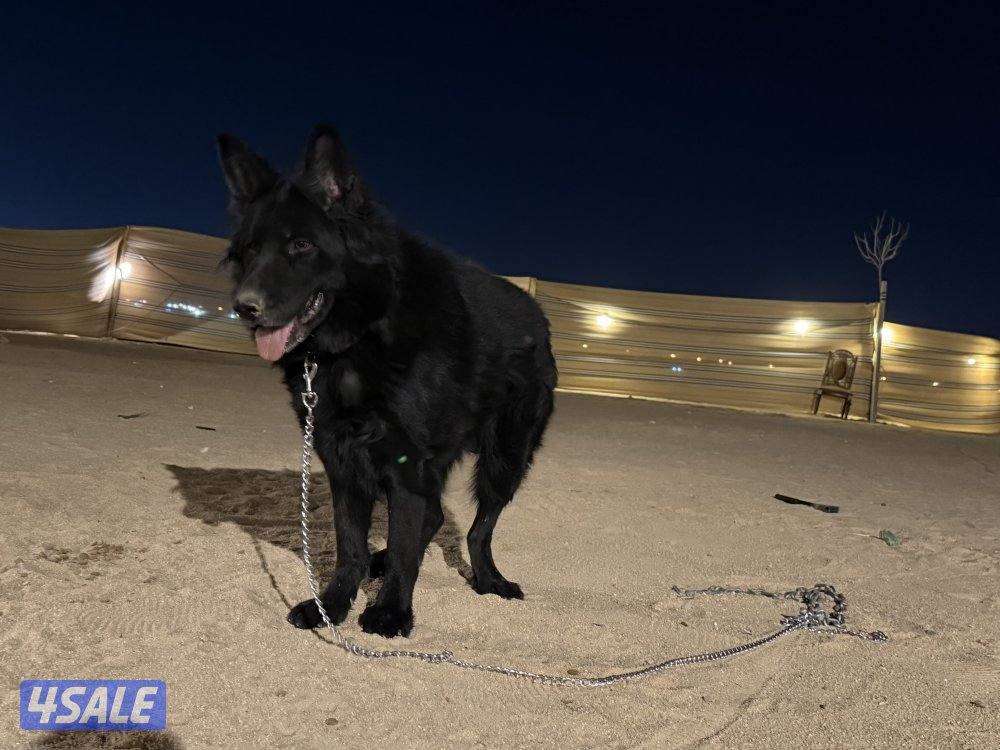 بلاك جاك مرتب وشخصيه حلوه وضخامه ومخابط ونشيط مشاءالله10