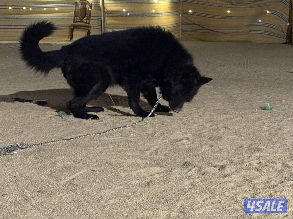 بلاك جاك مرتب وشخصيه حلوه وضخامه ومخابط ونشيط مشاءالله9