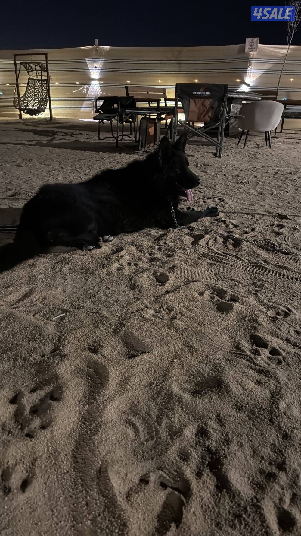 بلاك جاك مرتب وشخصيه حلوه وضخامه ومخابط ونشيط مشاءالله11