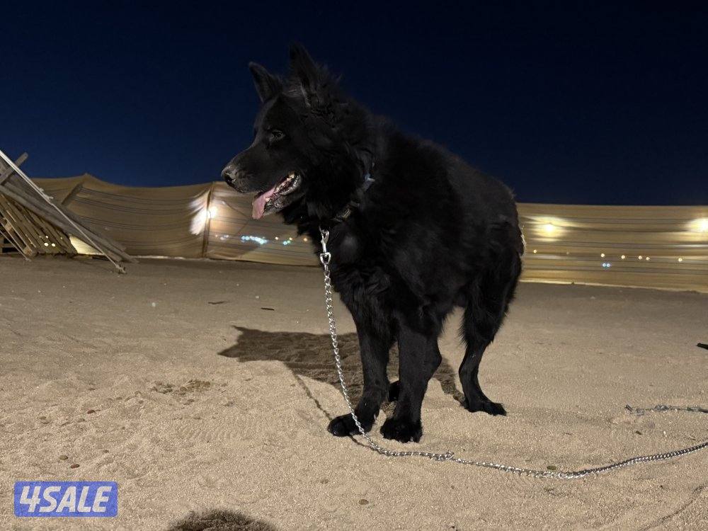 بلاك جاك مرتب وشخصيه حلوه وضخامه ومخابط ونشيط مشاءالله13