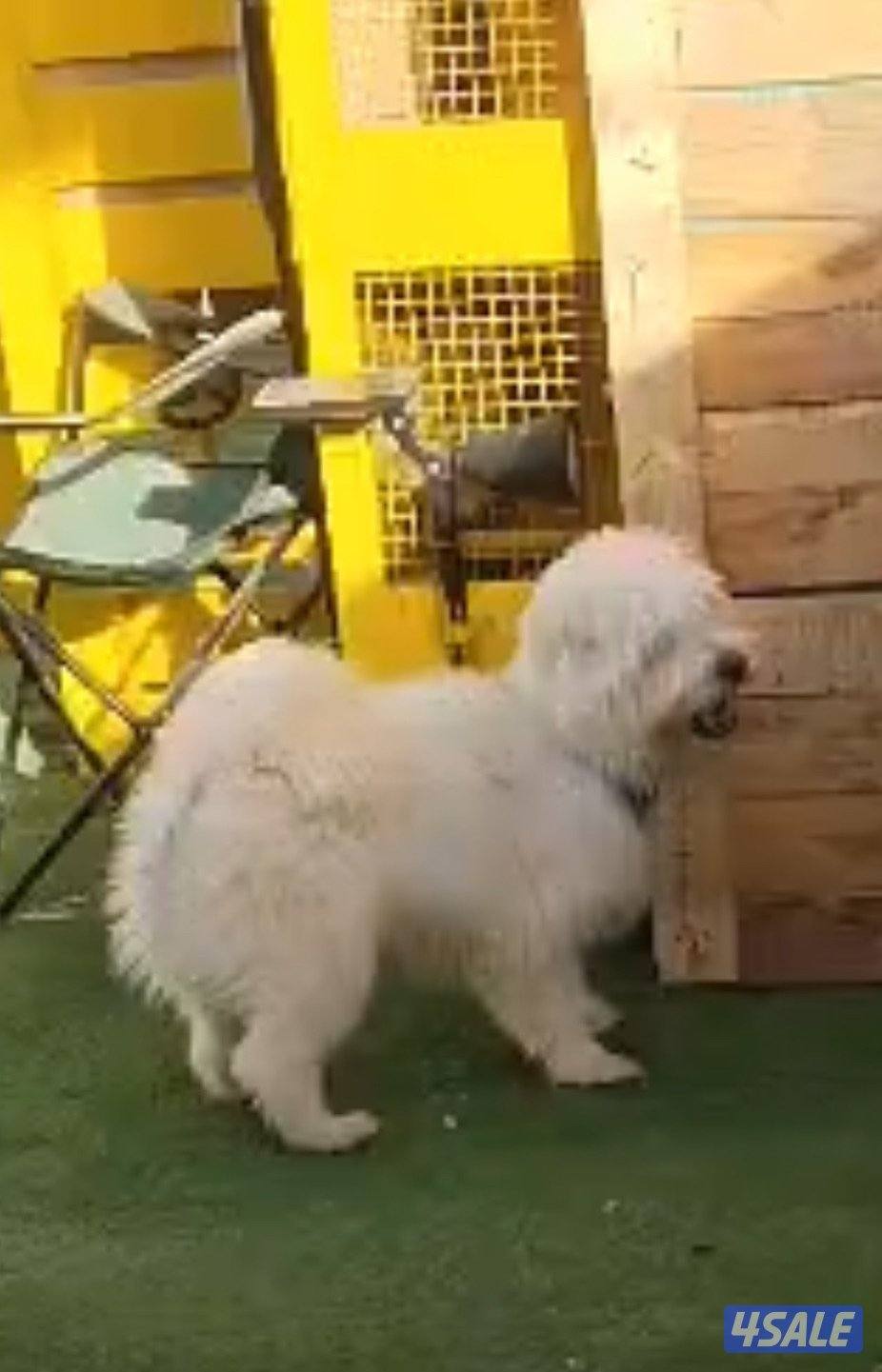 كلب نوع ،،،،،،،،0