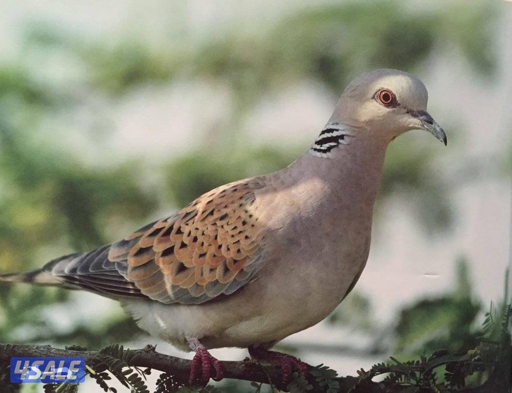 للبيع ازواج قمري0