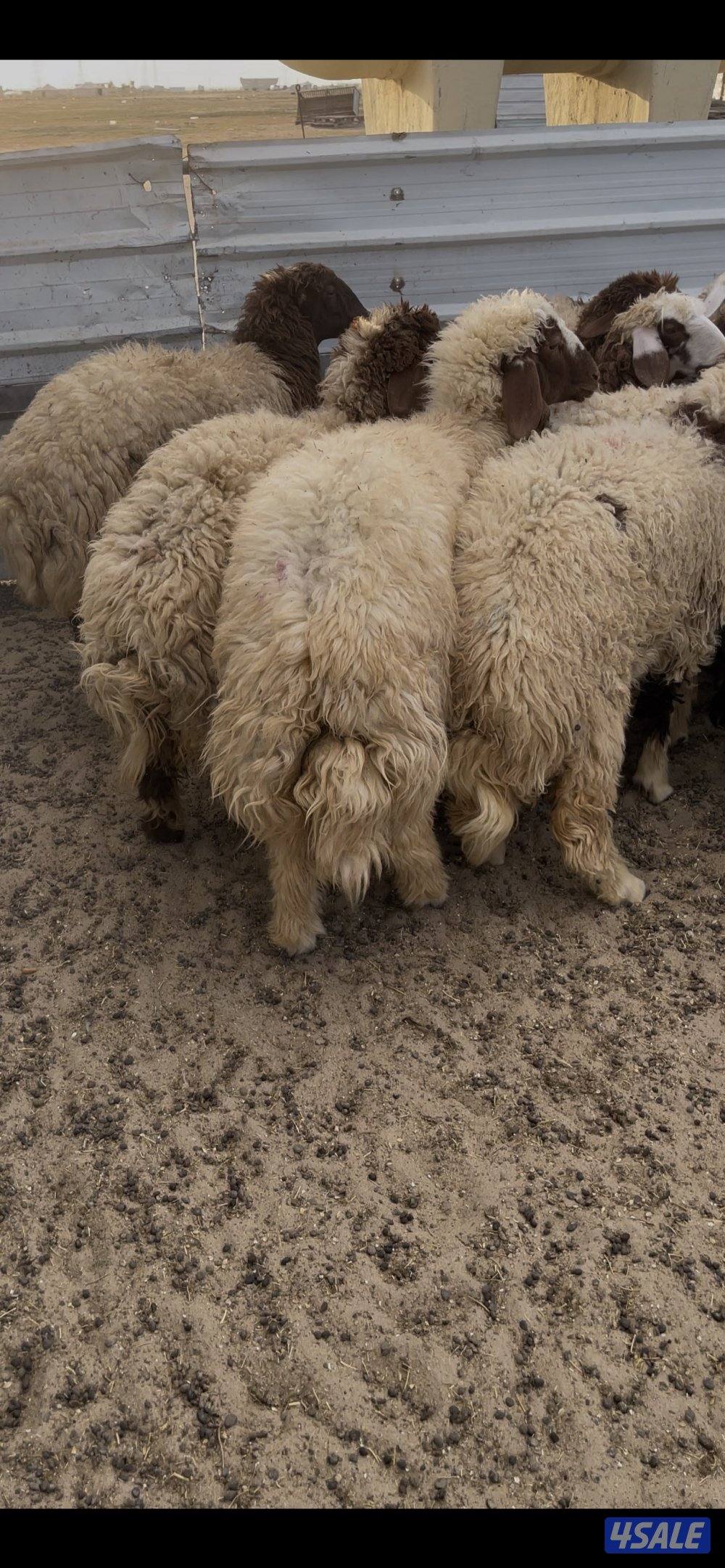 خرفان ثلاجه ومفاطيح شفالي مربوطه ومعلف 3 شهور بالبر3