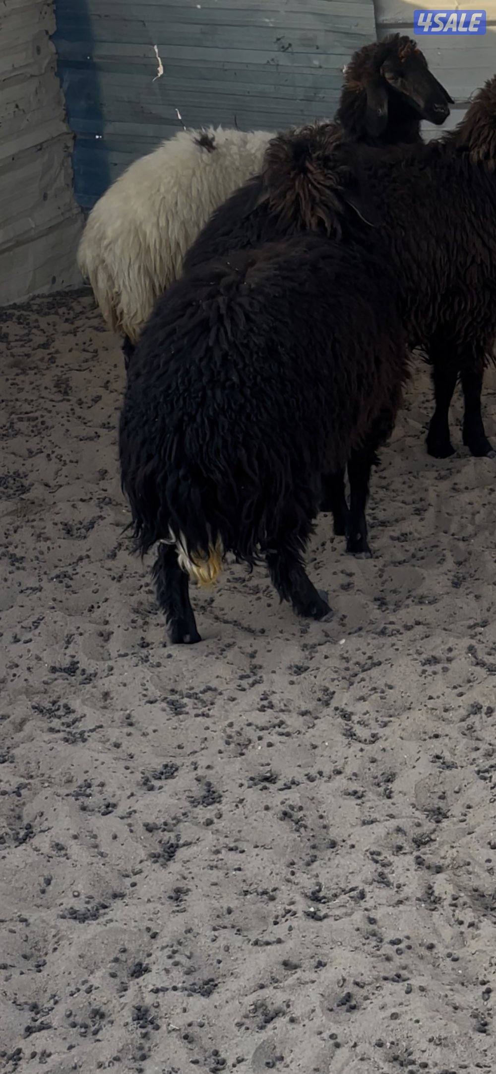 خرفان ثلاجه ومفاطيح شفالي مربوطه ومعلف 3 شهور بالبر4