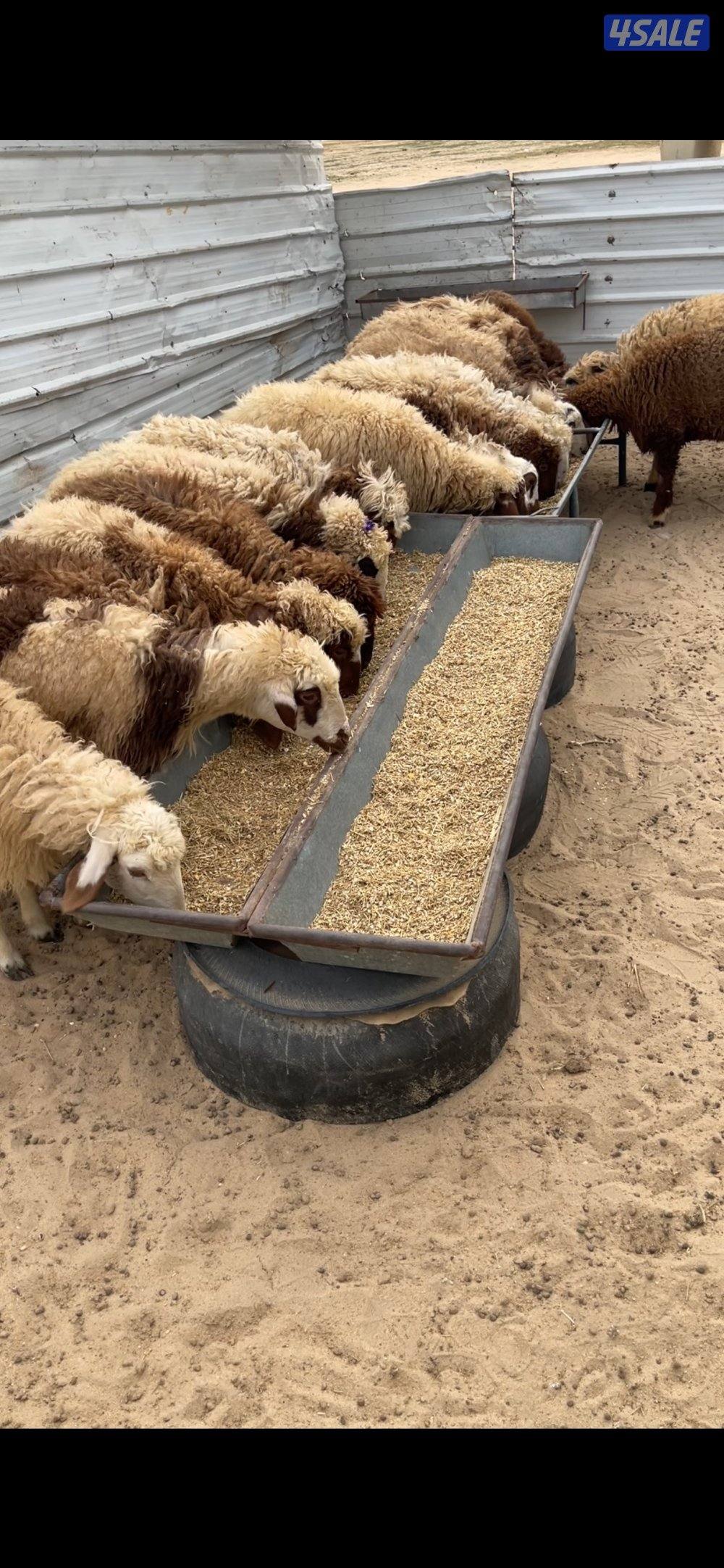 خرفان ثلاجه ومفاطيح شفالي مربوطه ومعلف 3 شهور بالبر6