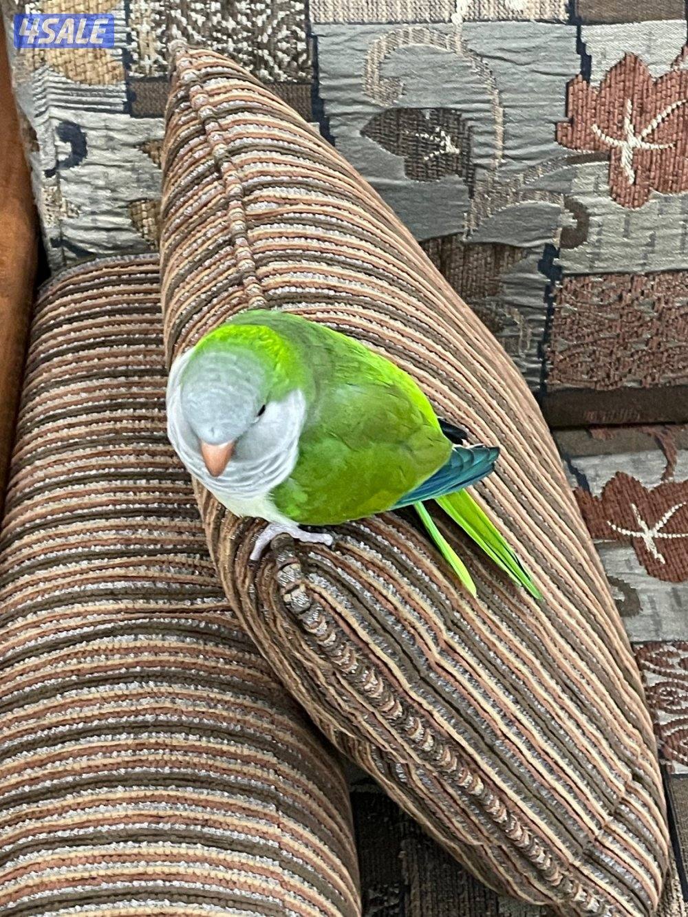 كويكر ربوة ويتكلم ٩٠0