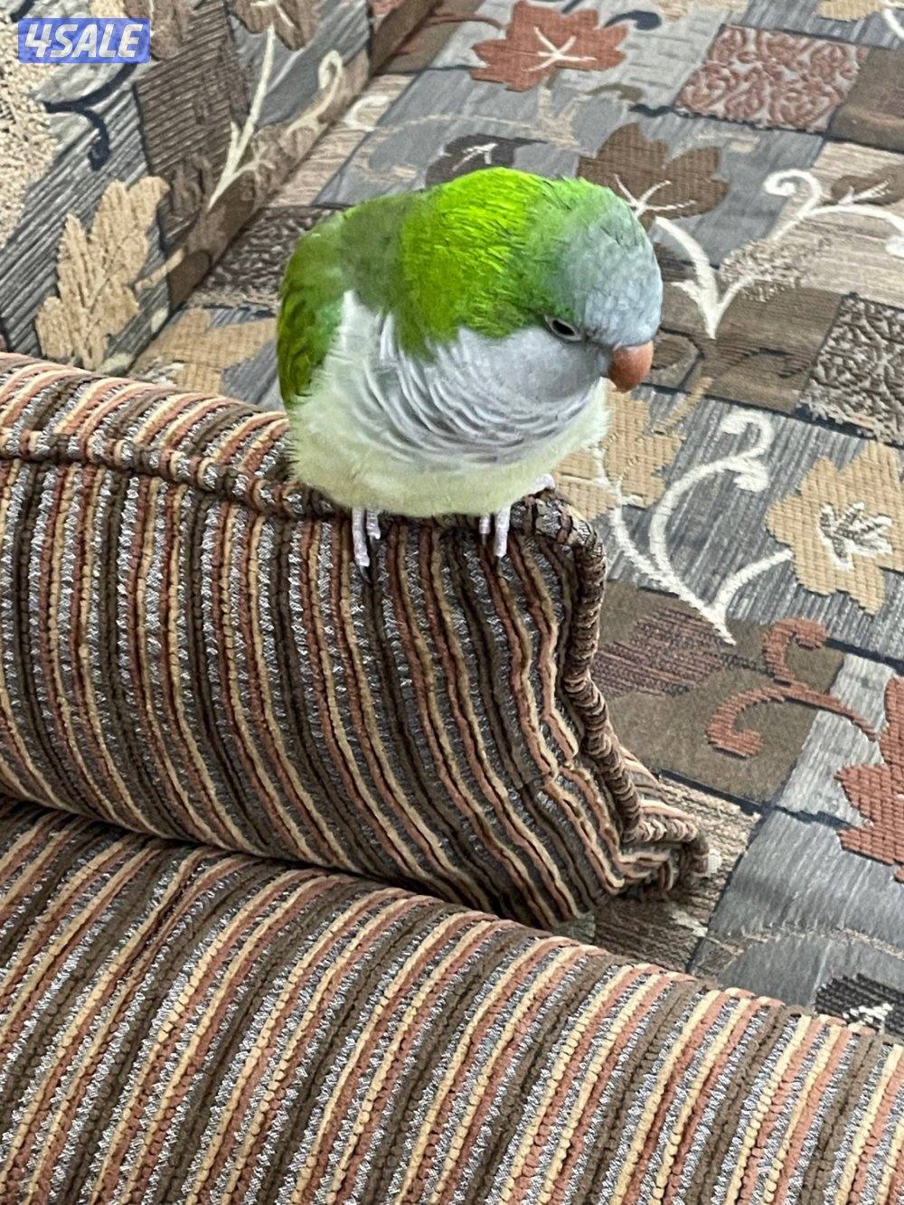 كويكر ربوة ويتكلم ٩٠1