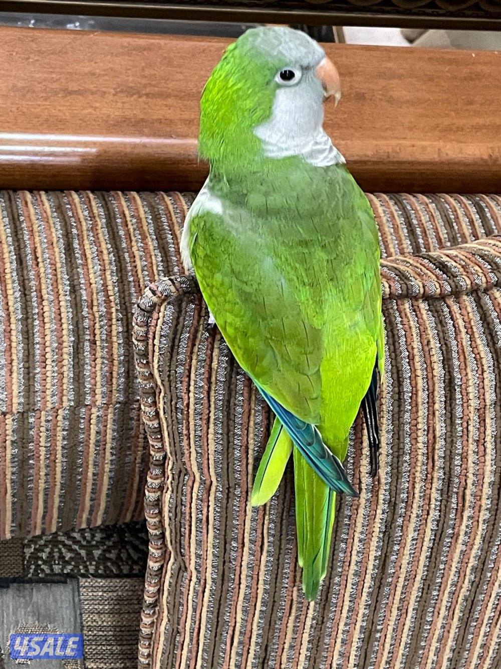 كويكر ربوة ويتكلم ٩٠2