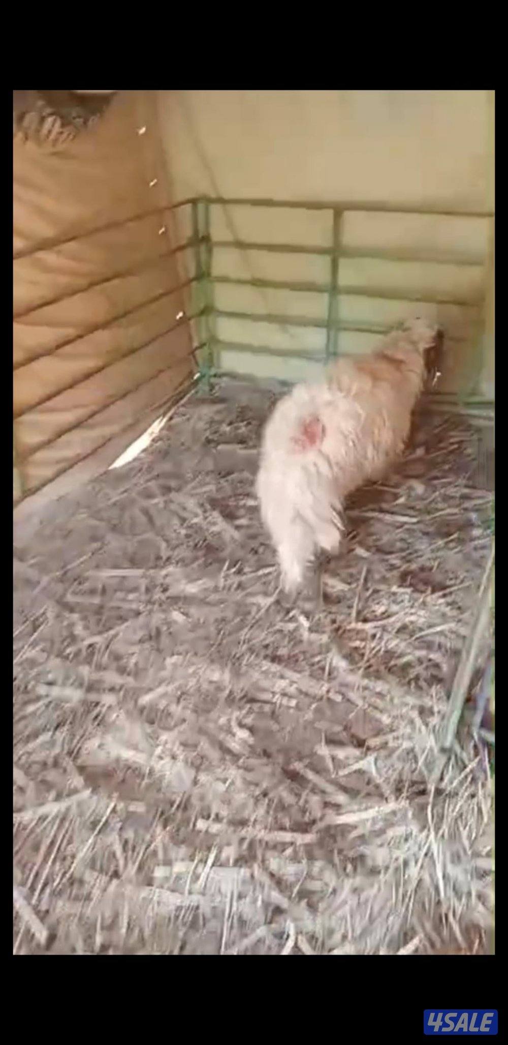 للبيع رخل كرماني ورخل شفالي1